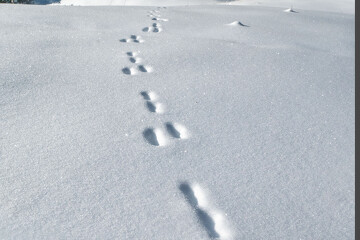 Point rencontre - La faune en hiver -  Bonneval sur Arc_Bonneval-sur-Arc