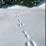 Point rencontre - La faune en hiver -  Bonneval sur Arc_Bonneval-sur-Arc
