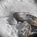 Point rencontre - La faune en hiver -  Bonneval sur Arc_Bonneval-sur-Arc