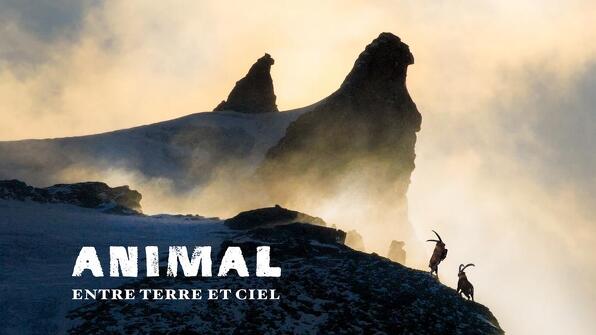 Cinéma de montagne : Animal