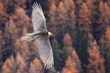 © Diaporama sur la Vanoise - O.Trompette