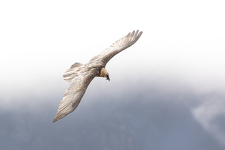 © Exposition collective - Photographies, peintures & estampes_Bonneval-sur-Arc - Sarah Giheux