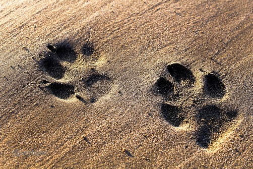 Apprentis pisteur sur la trace des animaux
