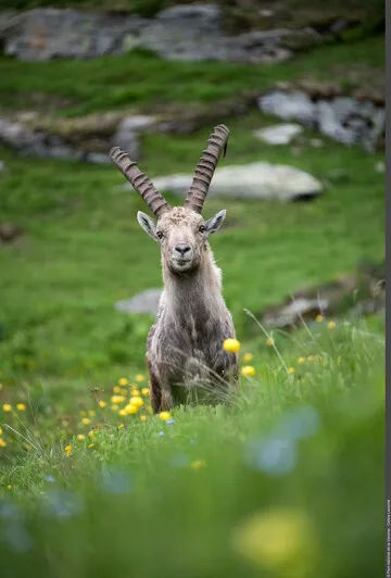 © Sur les traces des animaux de montagne !_Bonneval-sur-Arc - PN VANOISE